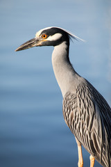 Macro of a Great Blue Heron, Florida Wildlife