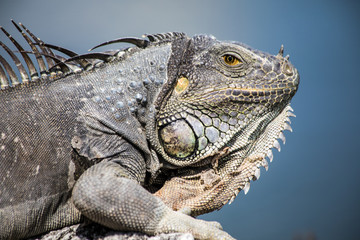 Macro of an Adult Iguana, Florida Wildlife