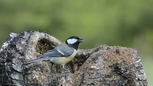 cinciallegra