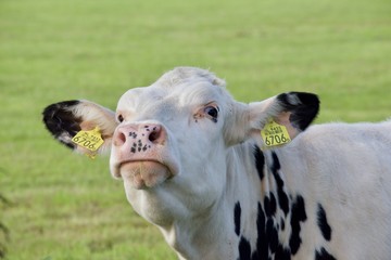 Dutch Cow 