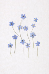 Little blue meadow flowers with copy space