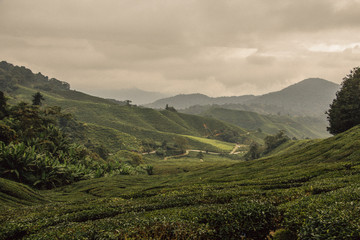 Widok na pola herbaty w Malezji