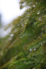 Water droplets on Evergreen