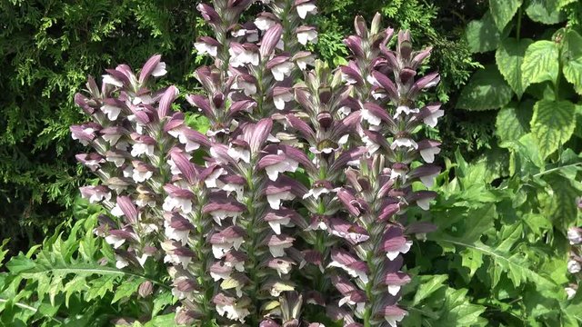 Acanthus Hungaricus flowers also called  Bear's breeches