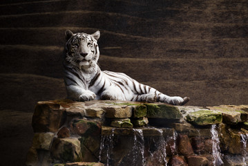 a white tiger