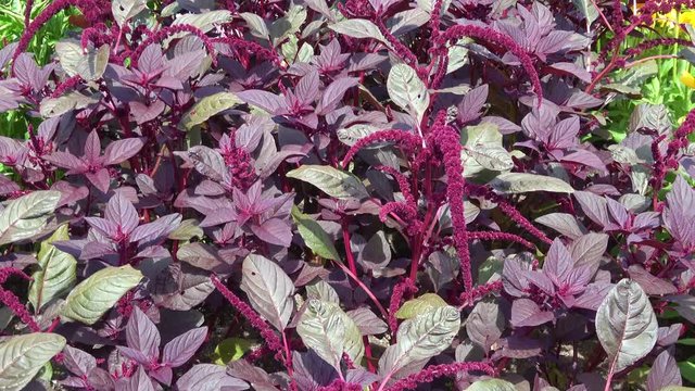 Amaranthus plants growing in soil. Edible plant.