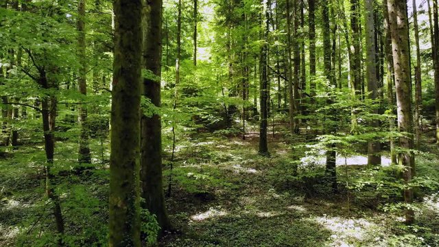 vol entre les troncs et les branches d'arbres d'un sous bois