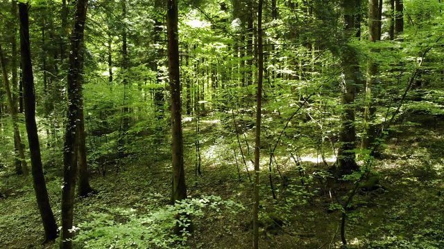 travelling entre les troncs d'arbres d'un sous bois