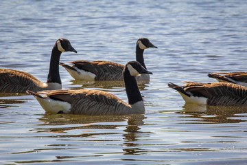 Flock Canadian Geese