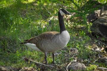 Wild Canadian Goose