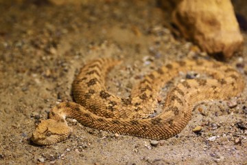 Viper horned on the sand looks for prey