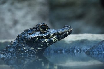 Cape Crocodile looks out of the water and prepares for prey