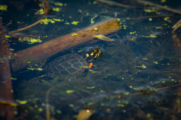 Eastern Painted Turtle