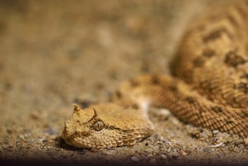 the head of the viper's horns peeks out of the sand and lurks on the prey