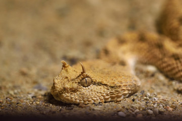 detail of the head of the viper's horns peeks out of the sand