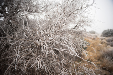 An ice frosted bush in the New Mexican desert during winter