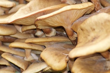 Mushrooms