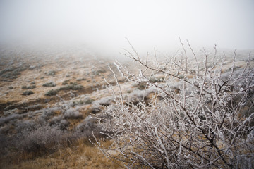A fog and frost covered New Mexican desert landscape in the winter. 