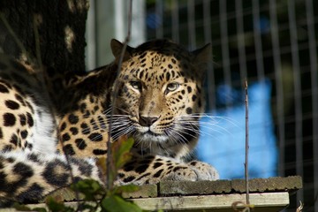 Leopard watching