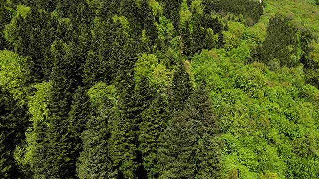 vol en avant au dessus d'une for&ecirc;t
