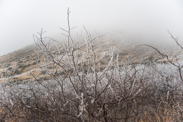 A fog and frost covered New Mexican desert landscape in the winter. 