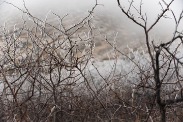 Fototapeta premium A fog and frost covered New Mexican desert landscape in the winter. 