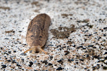 Slug in Kauai, Hawaii