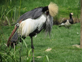 grue