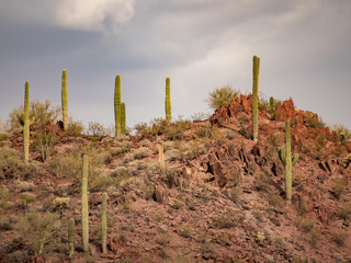 Fototapeta premium Hill of Seguaro Cactus in Sedona Desert of Arizona