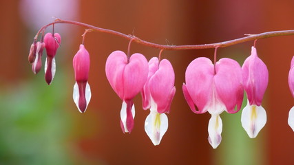 Blüten vom Tränenden Herz