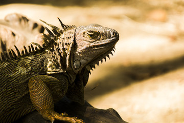 Iguana ( reptil )