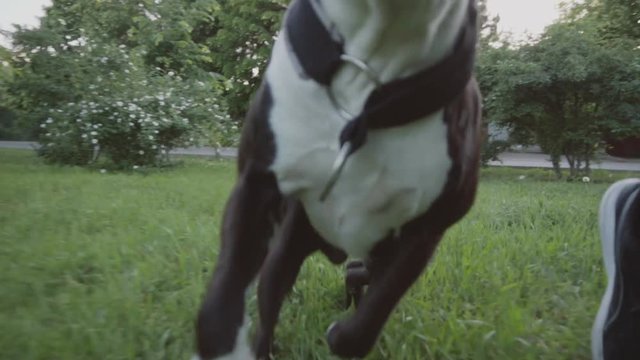 English staffordshire bull terrier running and jump