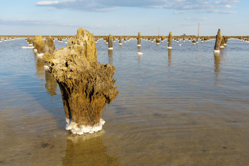 Wooden stumps. The point of salt crystallization in the salt lake Baskunchak, Russia.