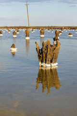 Wooden stumps. The point of salt crystallization in the salt lake Baskunchak, Russia.