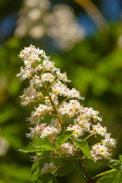 Close-up of a Branch wit Chestnut Blossoms