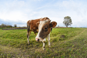 Fototapeta na wymiar Young bull on the pasture, grazing livestock, life in village, wide angle with fisheye effect