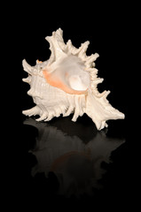 Sea shell isolated on black background, murex shell