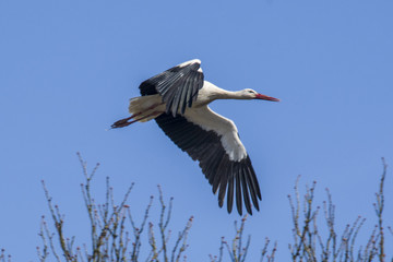 Storch im Flug bei Wulkow, Brandenburg