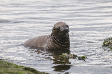 Sea Lion pup , Patagonia Argentina