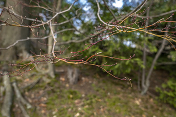 Nature