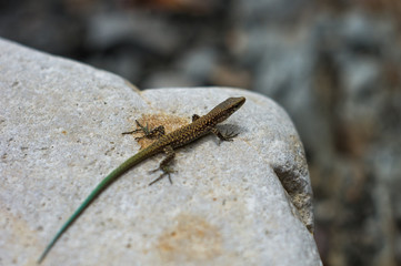 brown spotted lizard with green tail