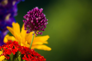 a bouquet of bright spring flowers of various types