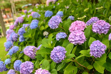 アジサイ園