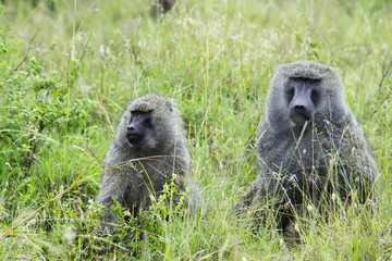 Baboon Watch