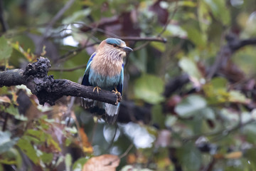 Indian Roller sitting on a dry tree branch on a cloudy rainy day