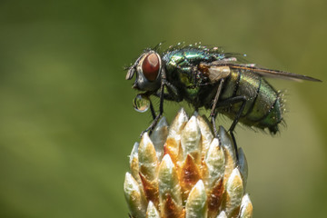 Fly drinking sap