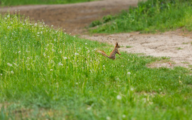 nice orange squirell jumps in the city park looking for food
