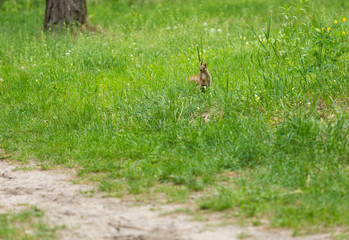 nice orange squirell jumps in the city park looking for food