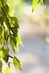 Fototapeta premium Vertical view of spring leaves with copy space or background