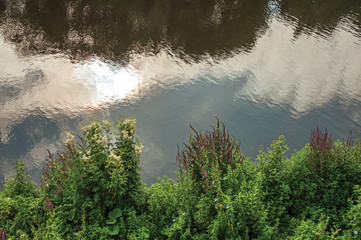 Undergrowth and flowers on the bank of the river Dommel with clouds reflected in its calm waters at s-Hertogenbosch. Gracious historical city with vibrant cultural life. Southern Netherlands.